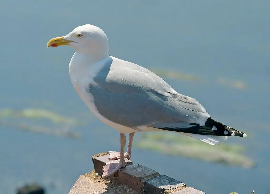 Herring Gull